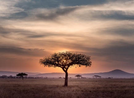 tree in the savannah